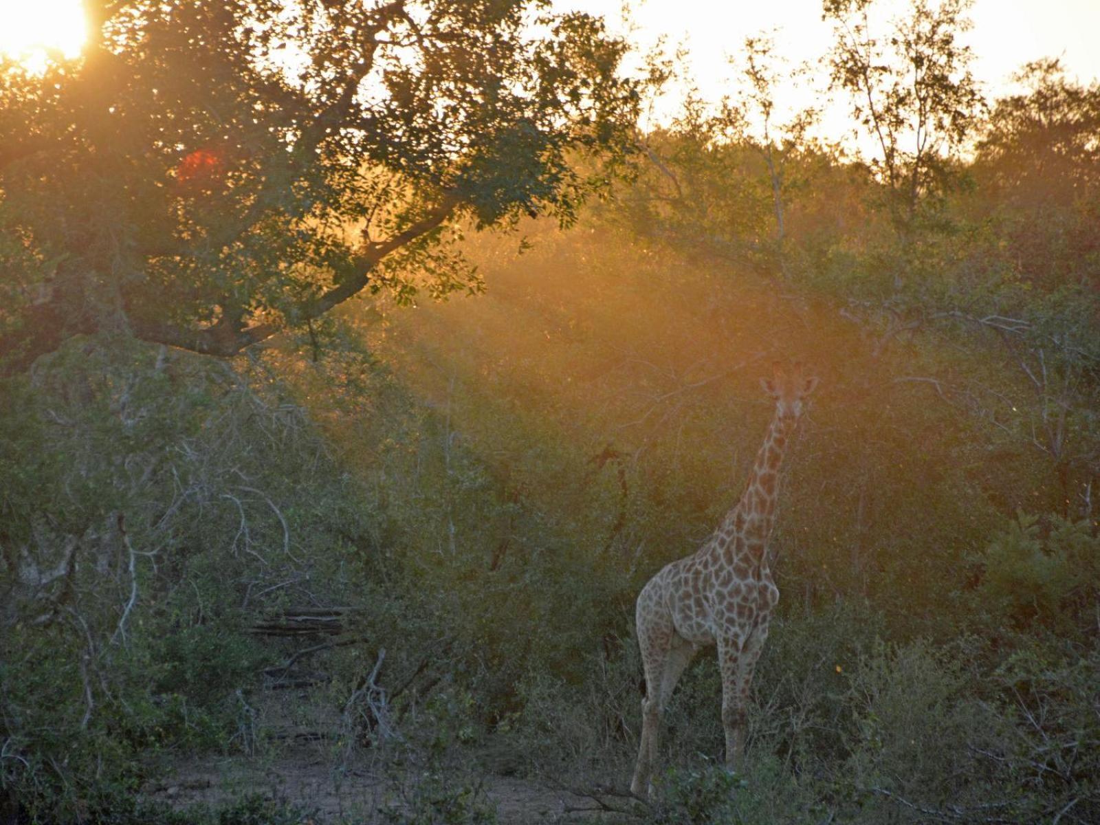 Croc Orvyll'S Kruger Lodge Marloth Park Esterno foto