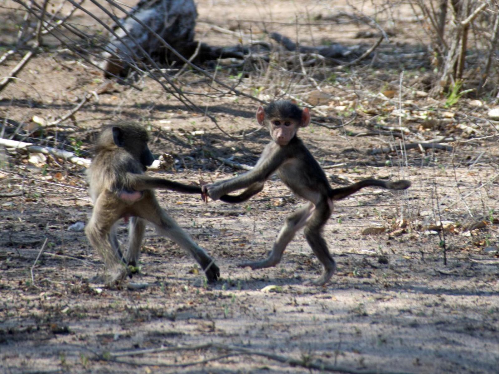 Croc Orvyll'S Kruger Lodge Marloth Park Esterno foto